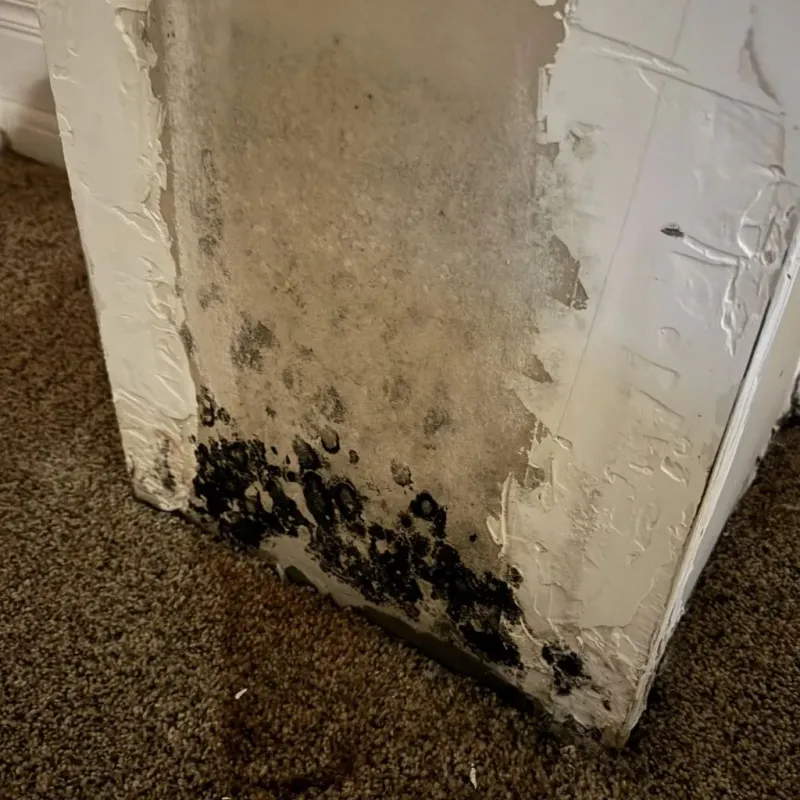 Professional Mold Removal in Caddo Mills, TX
